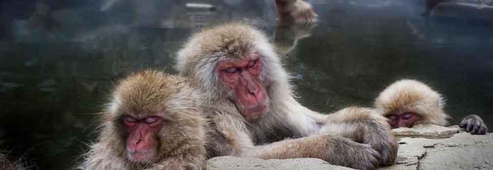 Japan Snow Monkeys