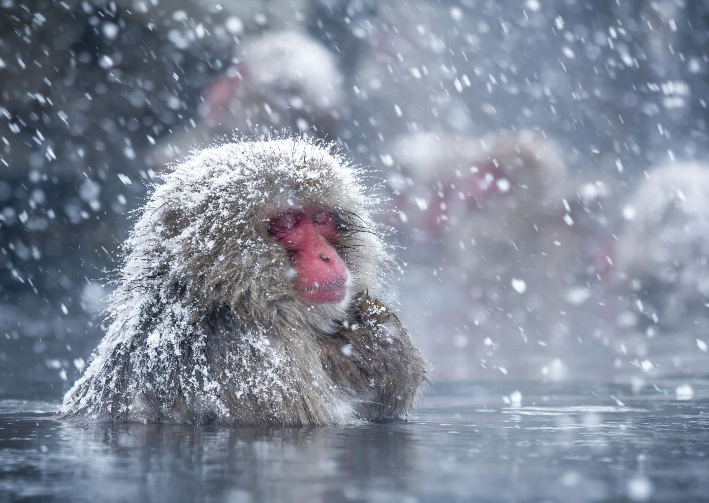 Japan Snow Monkeys Nagano