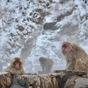 424663180_1535567373651239_2595544200800679057_n snow monkeys accommodation